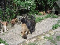 Cairn Terrier, Welpe, Hund